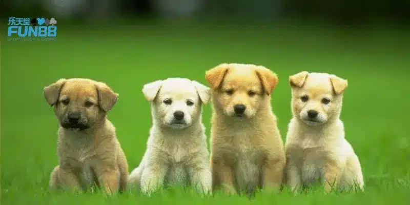 Giấc mơ thấy chó mang ý nghĩa gì? 