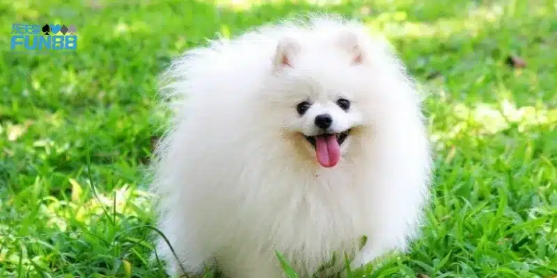 Mơ thấy chó đánh số gì để gặp may?